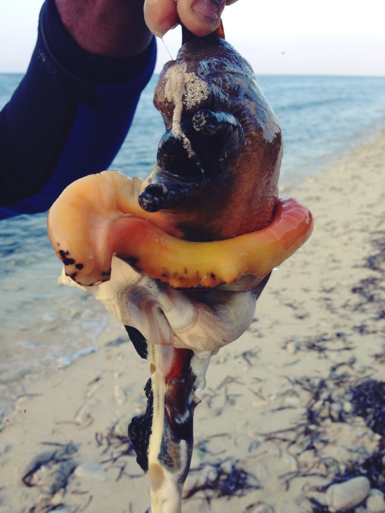 And when you reach in, you pull out a creature that looks like this. This, my friends, is a conch de-shelled!